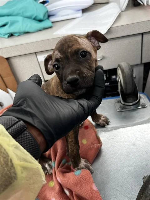 A baby large-sized male Mixed Breed dog named Arlo for adoption in Dallas, TX