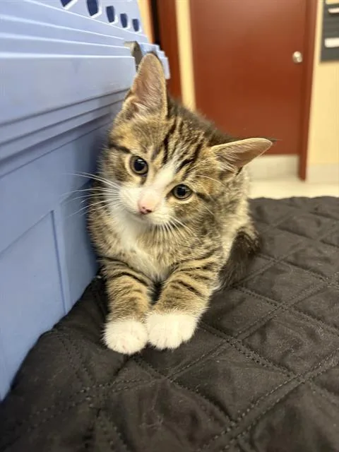A baby small-sized male Domestic Short Hair cat named Sterling for adoption in Aliquippa, PA