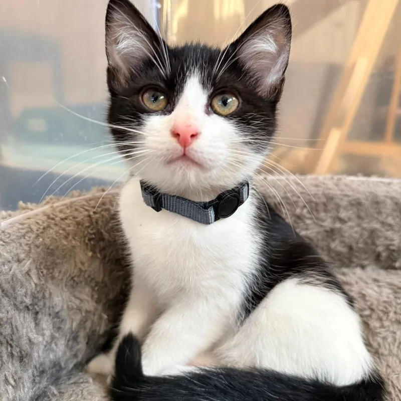 A baby small-sized male Black Domestic Short Hair cat named Larry for adoption in Marshall, VA