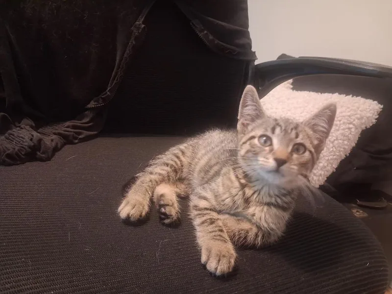 A baby small-sized male Domestic Short Hair cat named Moe for adoption in Walnutport, PA