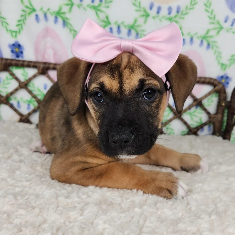 A baby small-sized female Brown / Chocolate Great Dane dog named Microwave Beep for adoption in Fort Wayne, IN