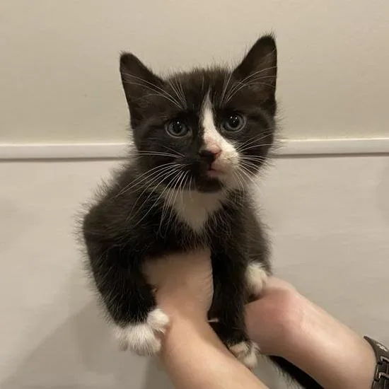 A baby small-sized male Black Domestic Short Hair cat named Crunchy Croc for adoption in Washington Township, OH