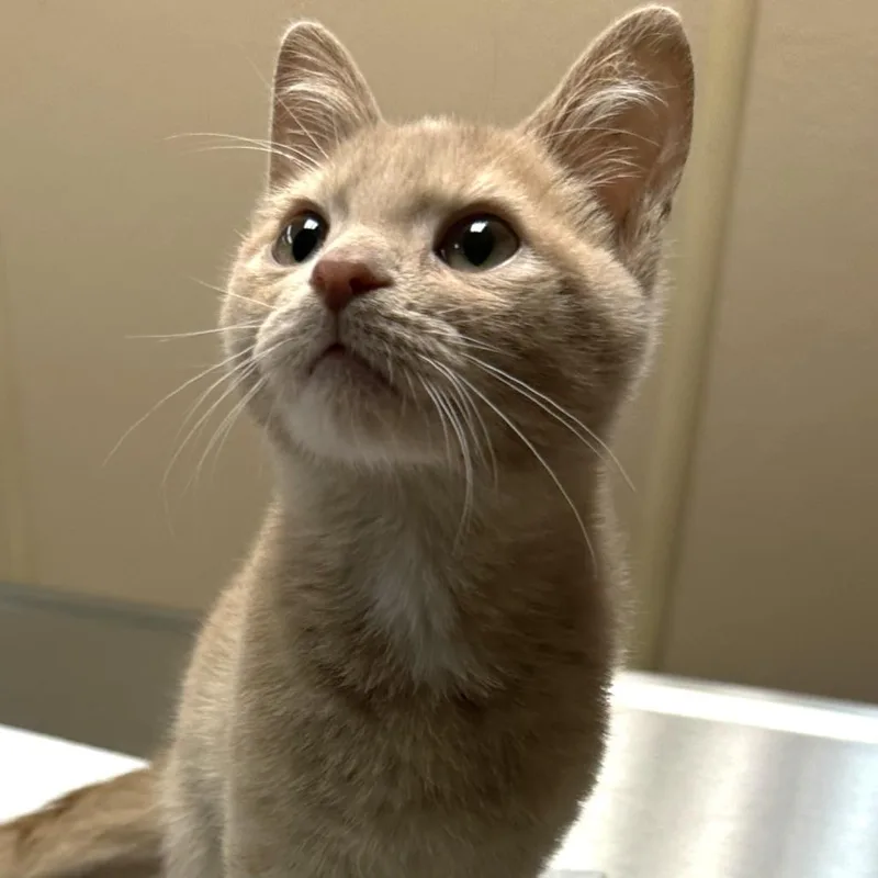 A baby small-sized male Orange / Red Domestic Short Hair cat named Turmeric for adoption in Naperville, IL