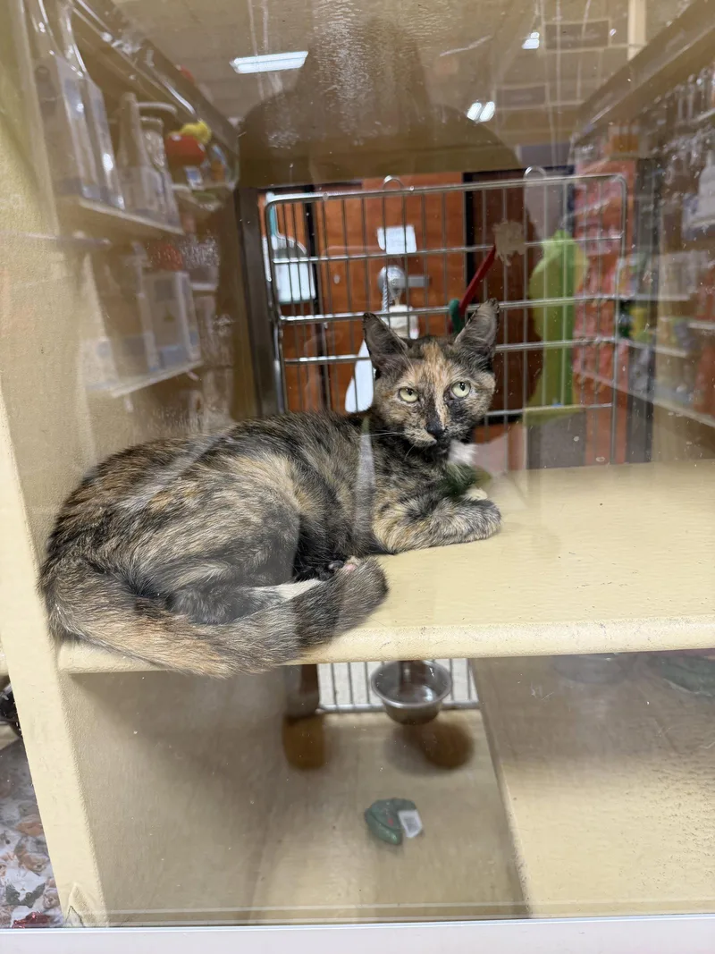 A young medium-sized female Domestic Short Hair cat named Autumn for adoption in Spring Lake, NJ