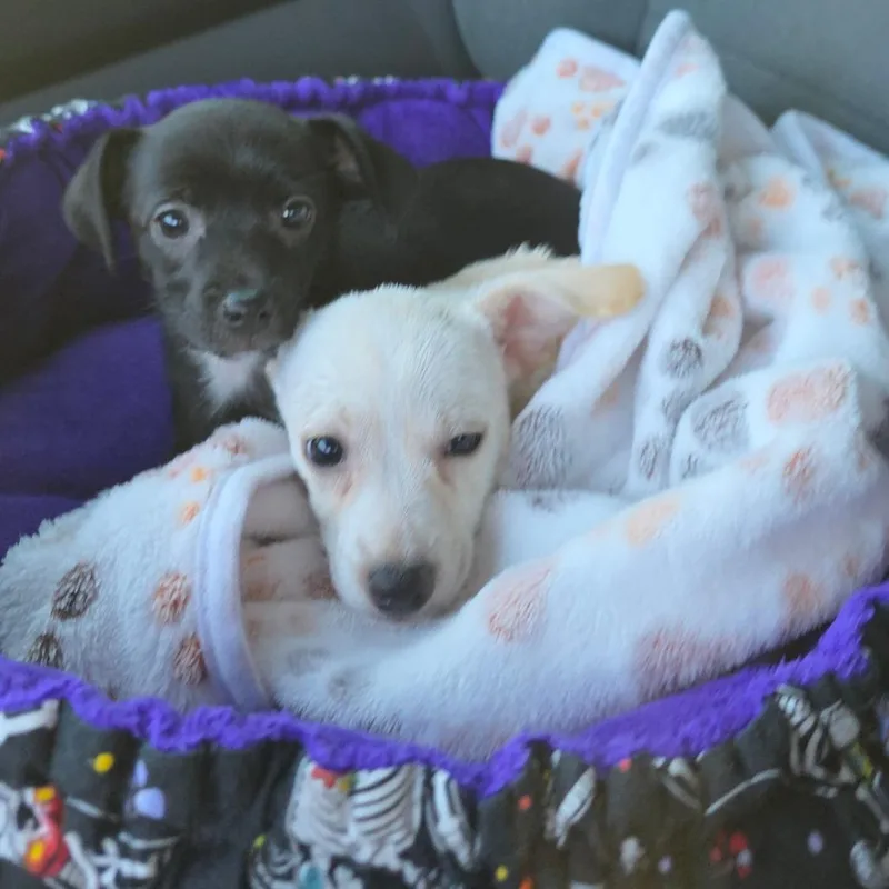 A baby small-sized female Black Chihuahua dog named Luna for adoption in Chandler, AZ