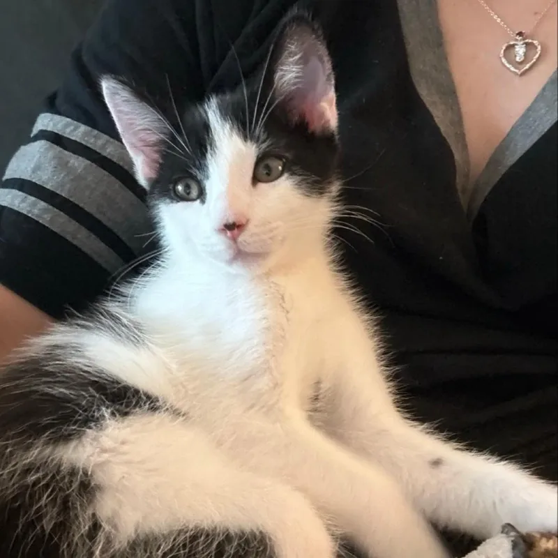 A baby small-sized male White Domestic Short Hair cat named Bump for adoption in Westminster, CA