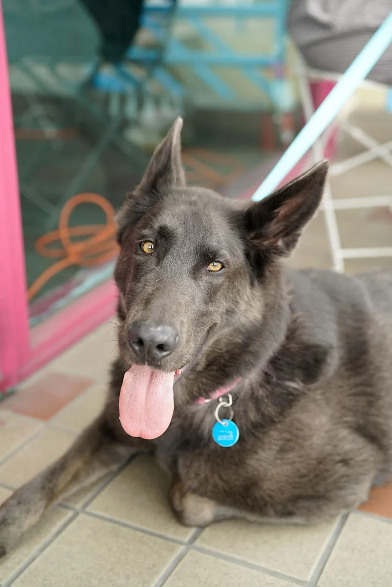 An adult large-sized female German Shepherd Dog dog named Harley for adoption in Pasadena, CA