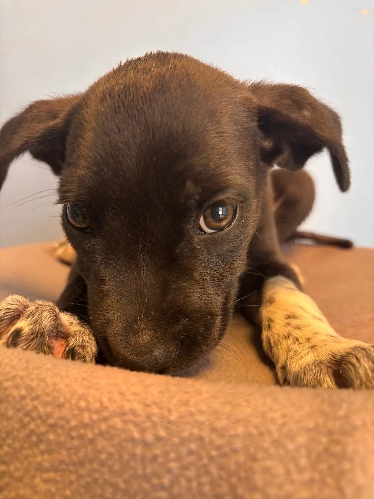ZigZag brown collar