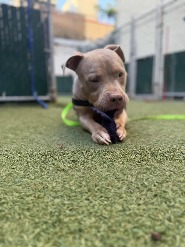 A young medium-sized male Brown / Chocolate Mixed Breed dog named Tattoo for adoption in New York, NY