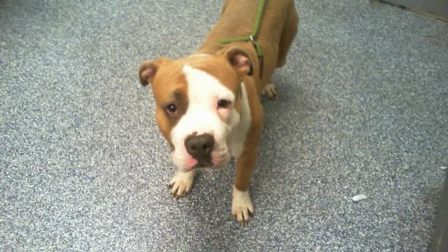 An adult medium-sized male American Staffordshire Terrier dog named Buster for adoption in Charlotte, NC