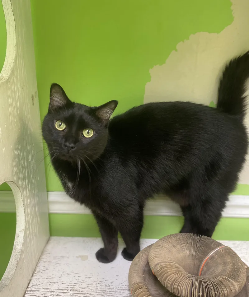 An adult medium-sized male Black Domestic Medium Hair cat named Tinker for adoption in Memphis, TN