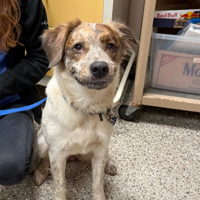 A young large-sized female Australian Shepherd dog named Nugget for adoption in Norfolk, NE