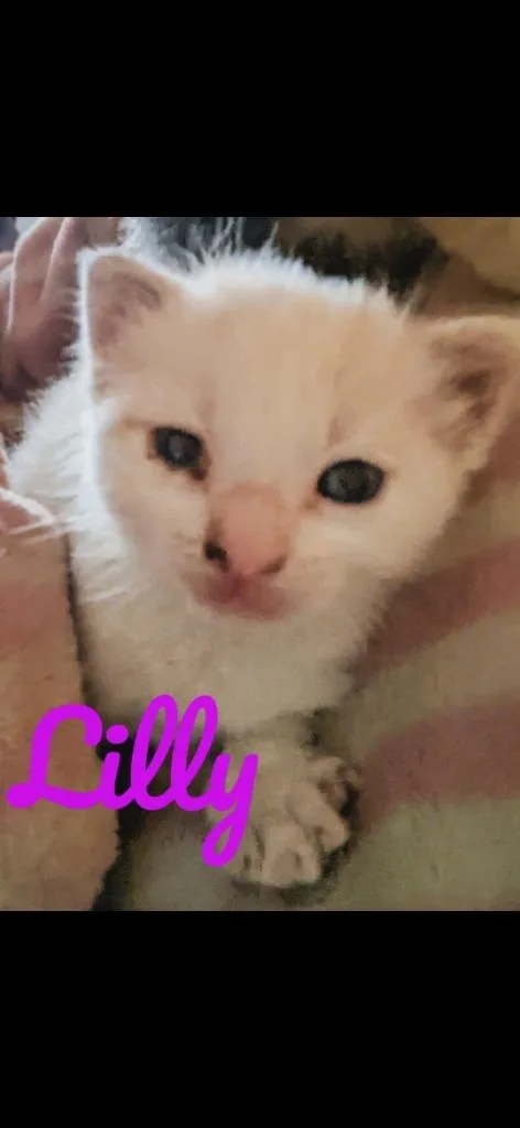 Lilly