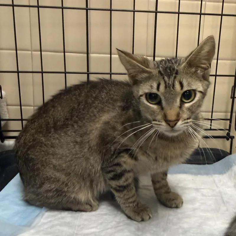 An adult medium-sized female Brown / Chocolate Domestic Short Hair cat named Violet for adoption in Westminster, CA