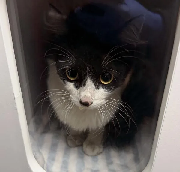 A young medium-sized female Domestic Short Hair cat named Working Cat Cynthia for adoption in San Diego, CA