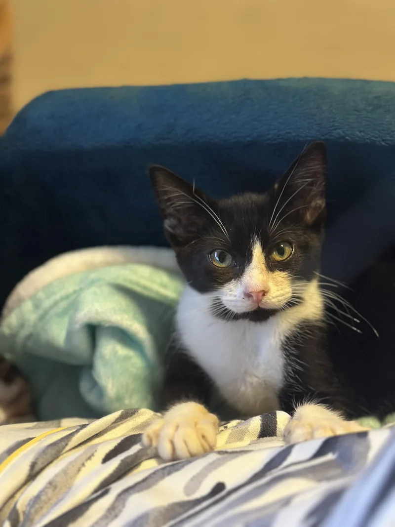 A baby small-sized female Domestic Short Hair cat named Blossom for adoption in Hillsborough, NC
