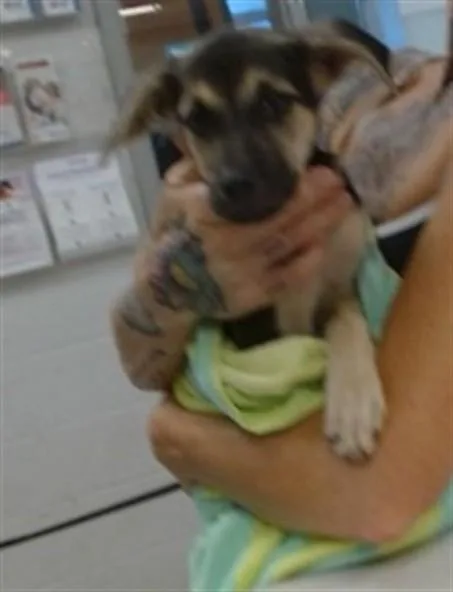 A baby small-sized female German Shepherd Dog dog named A for adoption in Oklahoma City, OK