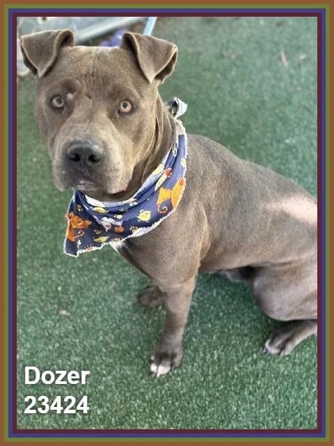 An adult medium-sized male Gray / Blue / Silver Pit Bull Terrier dog named Dozer for adoption in Marietta, GA