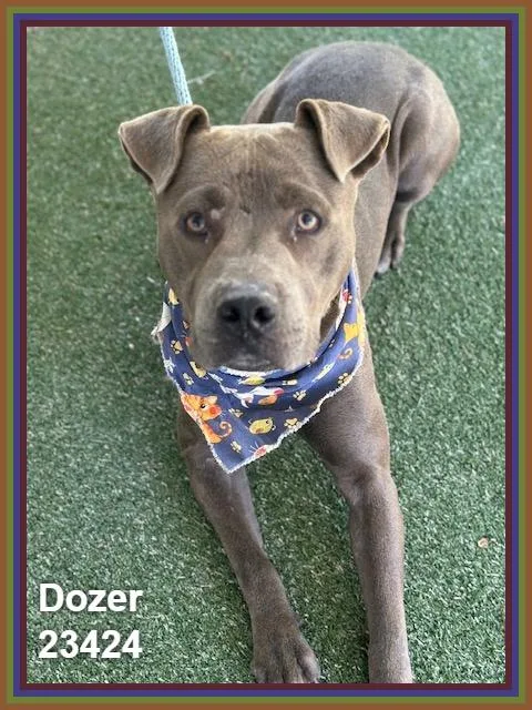 Dozer thumbnail 2