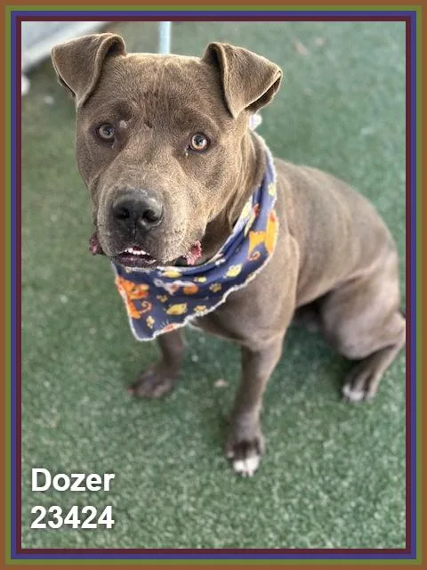 Dozer thumbnail 3