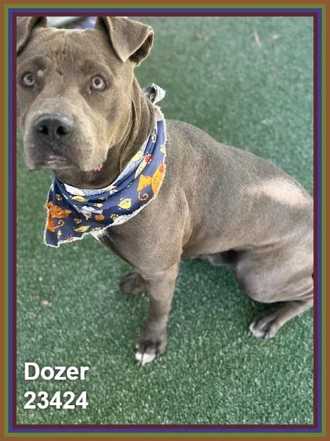 Dozer thumbnail 4