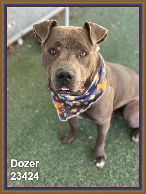 Dozer thumbnail 5