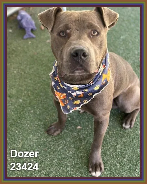 Dozer thumbnail 6