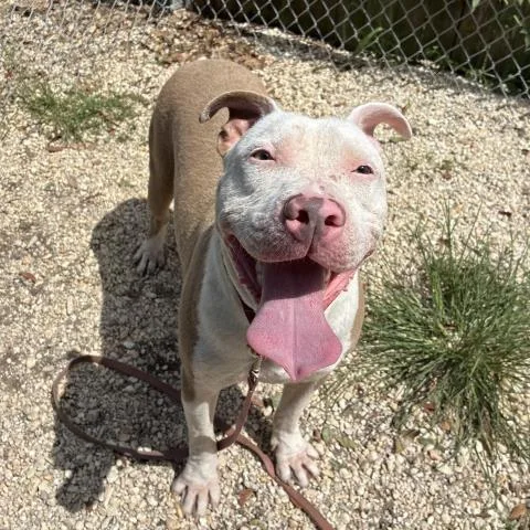 A young large-sized male Mixed Breed dog named Tony Tony Chopper for adoption in Pensacola, FL