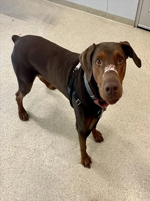 An adult medium-sized male Doberman Pinscher dog named Anubis for adoption in Dedham, MA