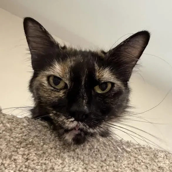 An adult medium-sized female Tortoiseshell Domestic Medium Hair cat named Gidget for adoption in Jackson, CA