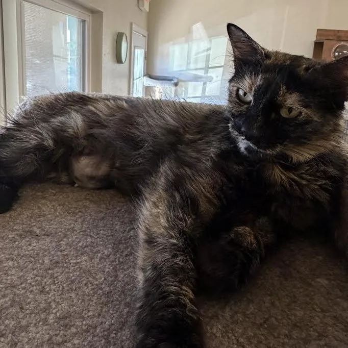 Gidget thumbnail 2