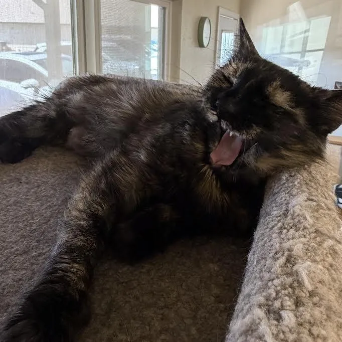 Gidget thumbnail 3
