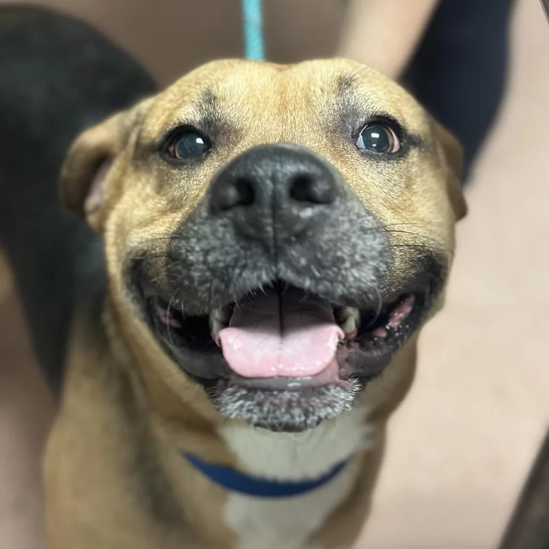 An adult medium-sized male Black Shepherd dog named Odin for adoption in Fort Smith, AR