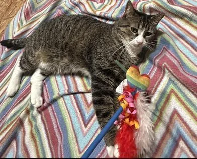 An adult medium-sized female Tabby (Gray / Blue / Silver) Domestic Short Hair cat named Luna for adoption in Liverpool, TX