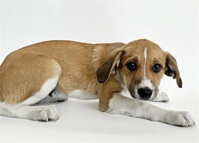 A baby small-sized female Terrier dog named Pikachu for adoption in Saint Louis, MO