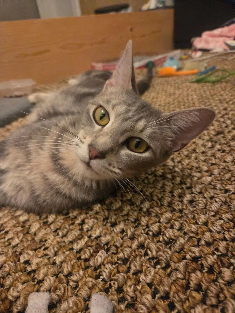 A young small-sized female Domestic Short Hair cat named Cricket for adoption in Papillion, NE