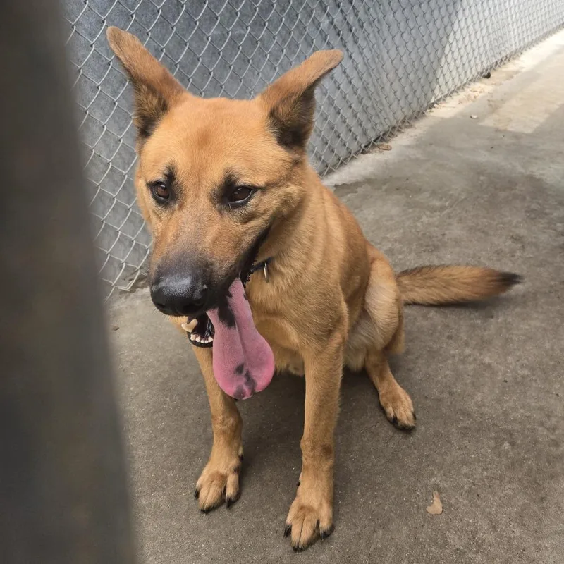 An adult large-sized male Yellow / Tan / Blond / Fawn German Shepherd Dog dog named Scooby for adoption in Tawas City, MI