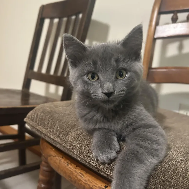 A baby medium-sized male Gray / Blue / Silver Domestic Short Hair cat named James for adoption in Independence, OH