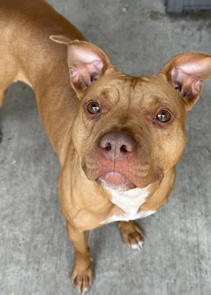 An adult medium-sized female Red / Chestnut / Orange Pit Bull Terrier dog named Souvenir for adoption in Chicago, IL