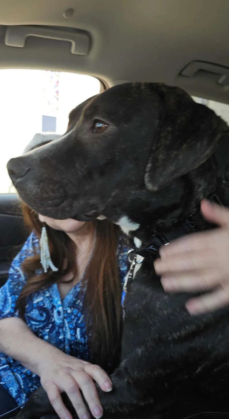 A young medium-sized male Labrador Retriever dog named Brodie for adoption in Plano, TX