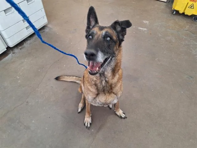 A senior large-sized female Mixed Breed dog named Goose for adoption in Dallas, TX