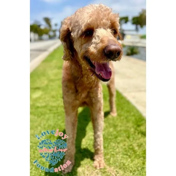 A young medium-sized male Goldendoodle dog named Koda for adoption in Inglewood, CA