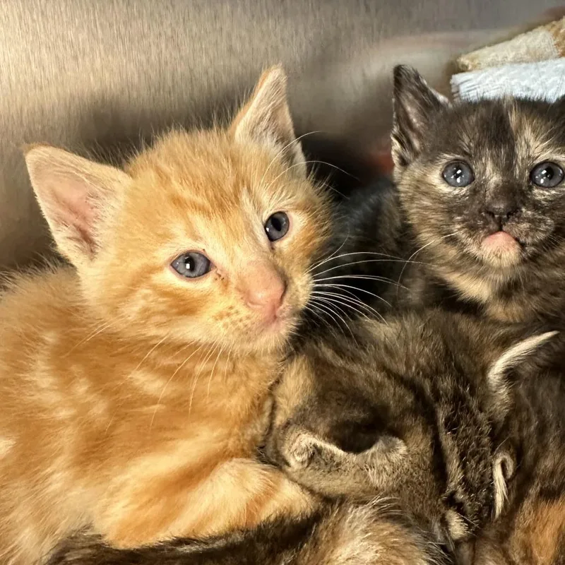 A baby small-sized male Orange / Red Domestic Short Hair cat named Jalisco for adoption in Los Angeles, CA