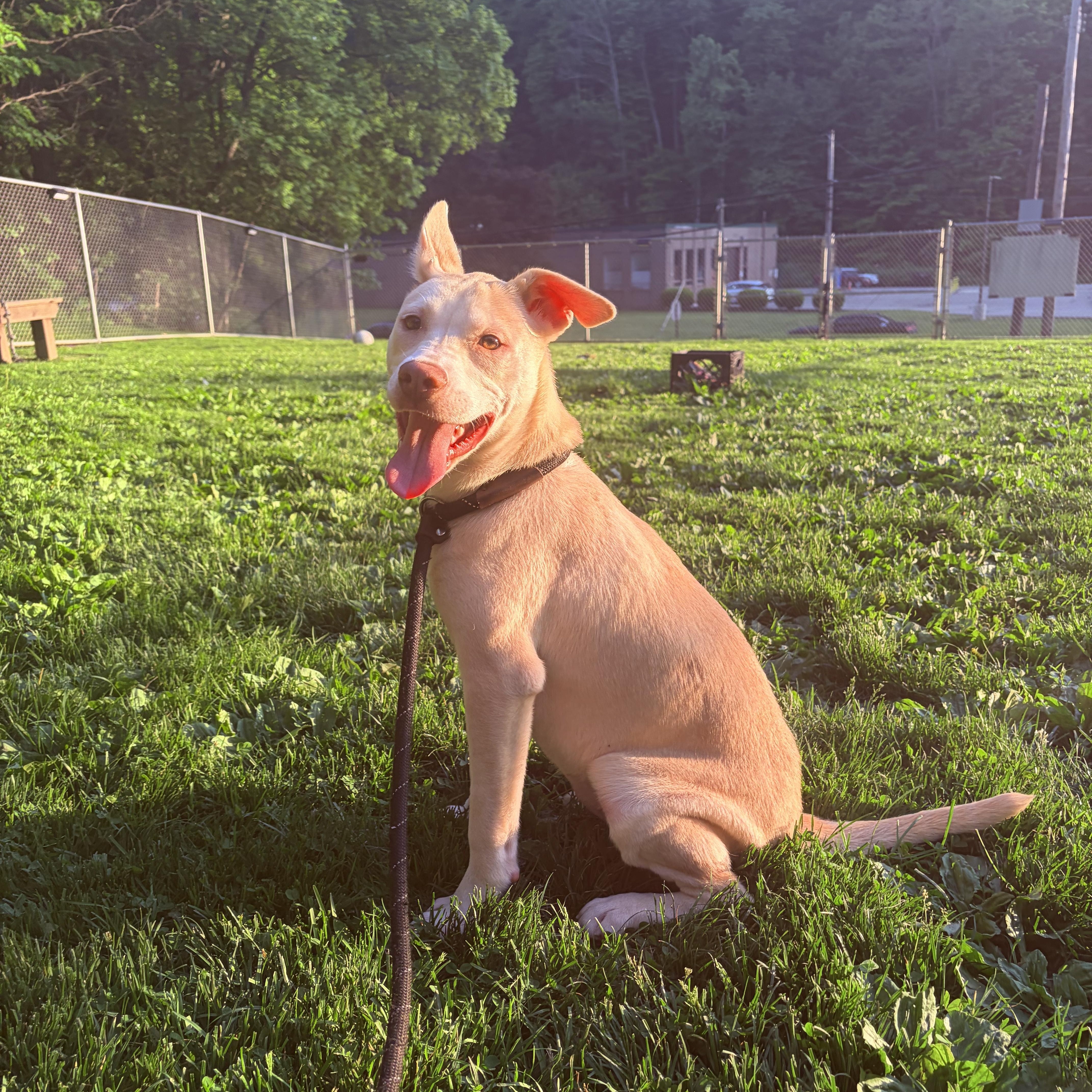A baby medium-sized female Yellow / Tan / Blond / Fawn Husky dog named Jaska for adoption in White Oak, PA