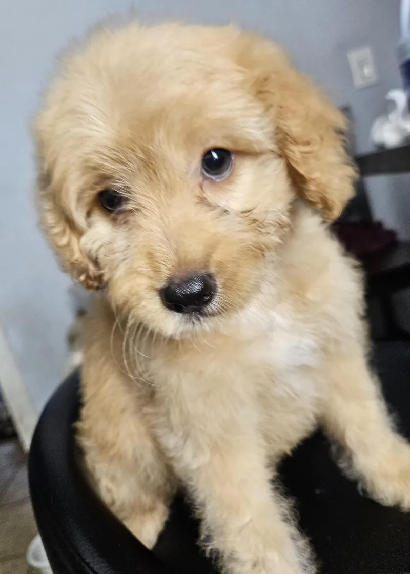 Holly
