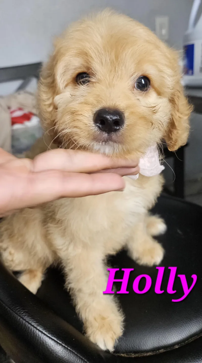 Holly thumbnail 4