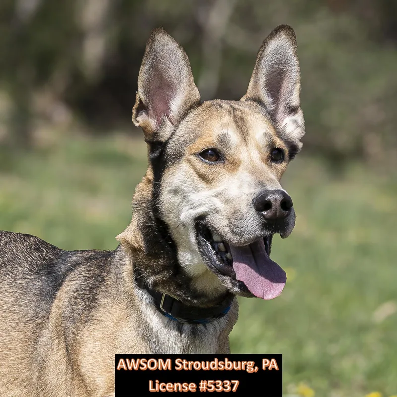 An adult large-sized male Yellow / Tan / Blond / Fawn Great Dane dog named Rubble for adoption in Stroudsburg, PA