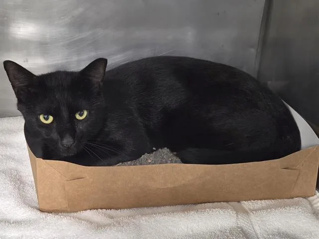 A young medium-sized male Domestic Short Hair cat named Dusty for adoption in Panama City, FL