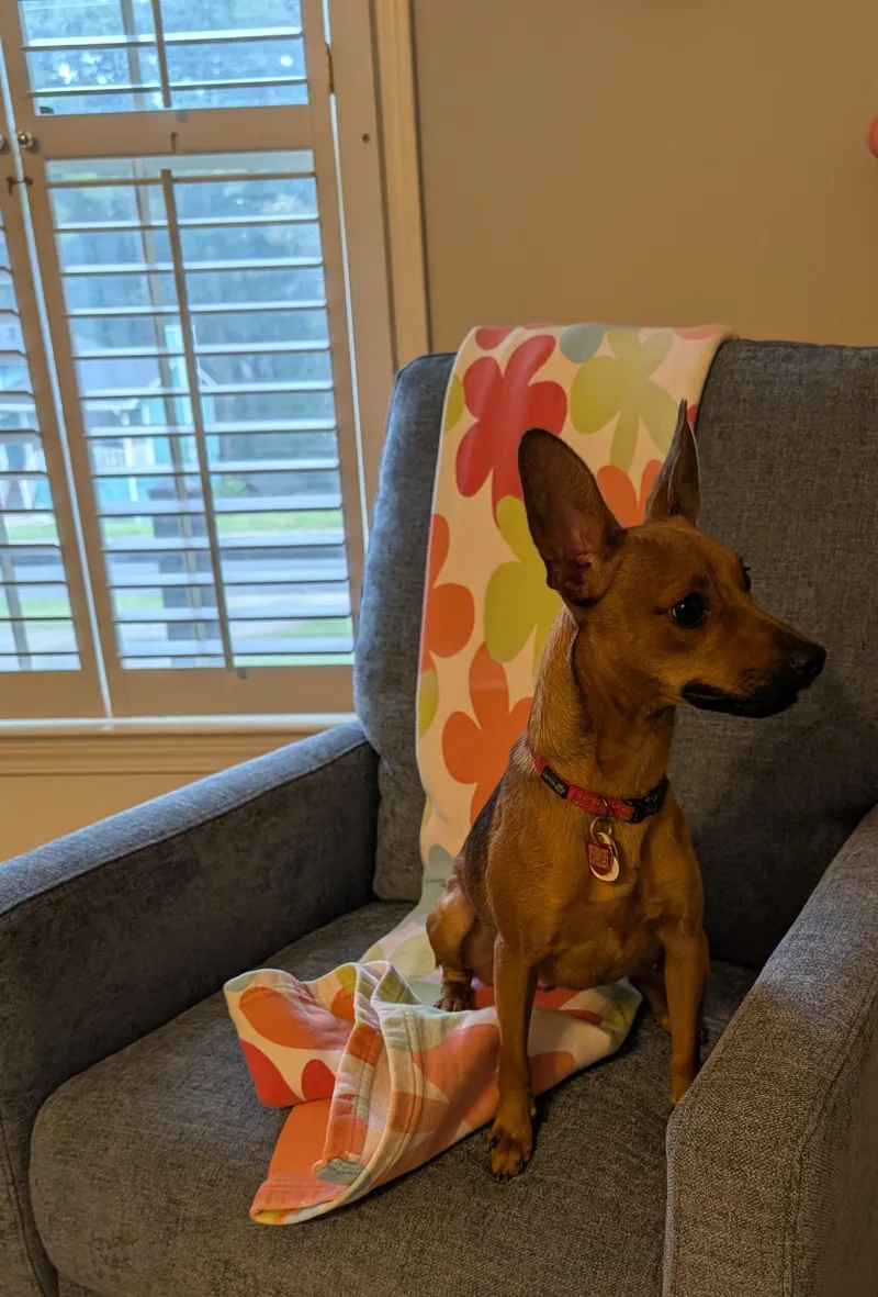 A young small-sized female Red / Chestnut / Orange Miniature Pinscher dog named Nova for adoption in Berryton, KS