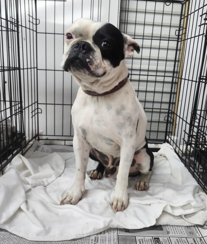 An adult small-sized male White / Cream Boston Terrier dog named Max for adoption in Hamilton , NJ